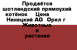 Продаётся шотландский прямоухий котёнок  › Цена ­ 2 500 - Ненецкий АО, Орел г. Животные и растения » Кошки   